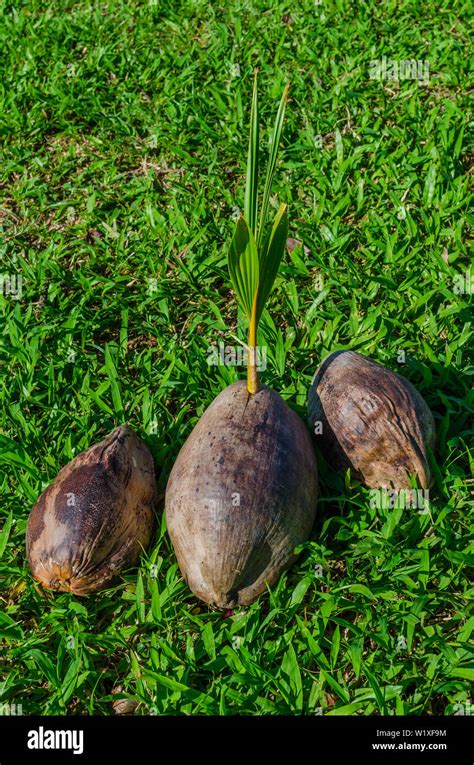 Growing Coconut Hi Res Stock Photography And Images Alamy