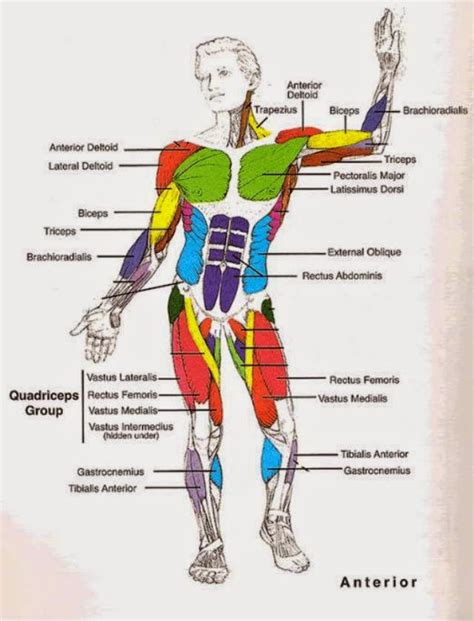 The Muscular System Module 4 The Muscular System Structure And Vrogue