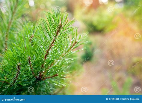 Needles On A Pine Branch Close Up Stock Photo Image 57144885