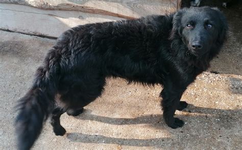 Prle, kroatischer schäferhund mix prle ist ein kroatischer schäferhundmischling. Kroatischer Schäferhund-Labrador-Mix ANNIKA aus Kroatien