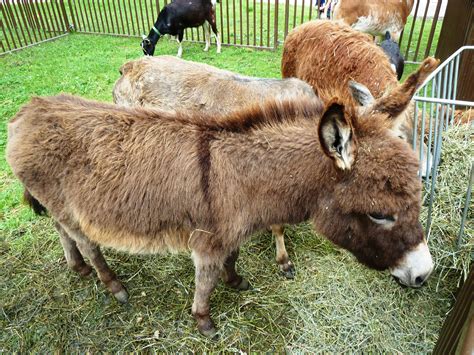 We bring fence panels and set up a exotic animal petting zoo where your. Petting Zoo Animals for Kid Party | Birthday Petting ...