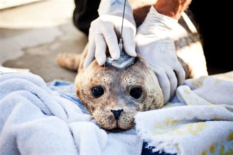 Into The Wild Tracking Rescued Harbor Seal Pups Return To The Ocean Wired