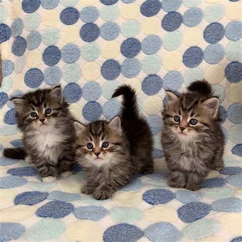 Hypoallergenic Show Class Siberian Kittens Classifiedsuk Free