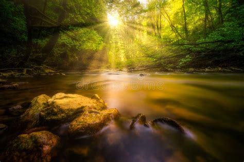 Sunshine At A River In The Forest Stock Image Image Of Exposure