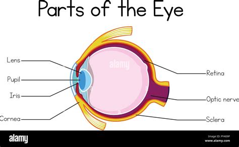 Labeled Eye Diagram Retina Aflam Neeeak