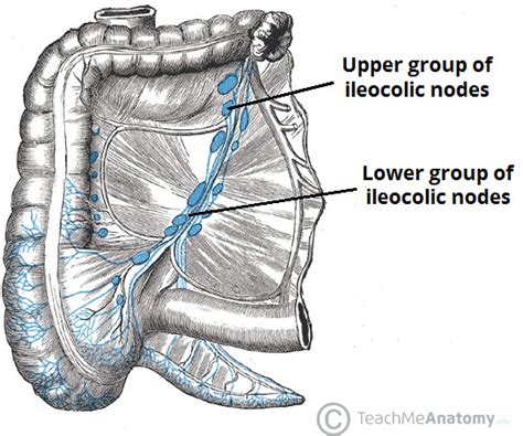 The Cecum And Appendix Position Vasculature Teachmeanatomy