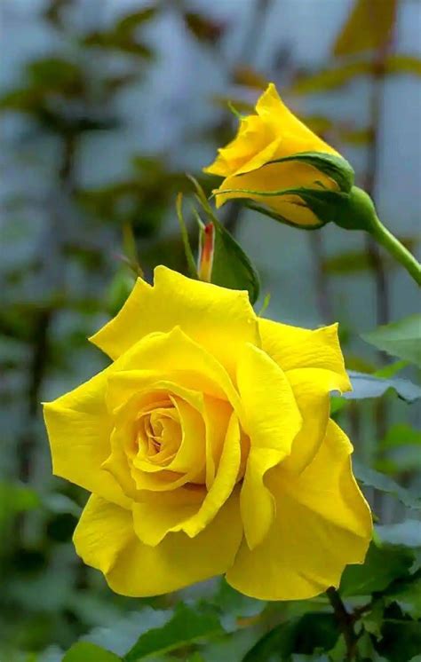 Pin By Kittisak Pongmee On Yellow Roses Beautiful Roses Beautiful