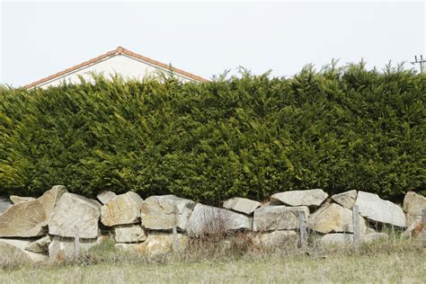 How to Plant and Prune an Informal Hedge