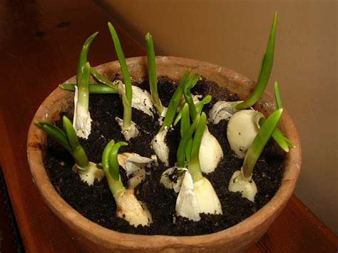 How To Grow An Endless Supply Of Garlic Indoors