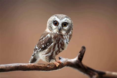 Owls In Kansas 8 Species With Pictures Wild Bird World