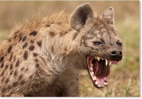 Hyena Crushes Sleeping Boys Face At Kruger National Park South Africa
