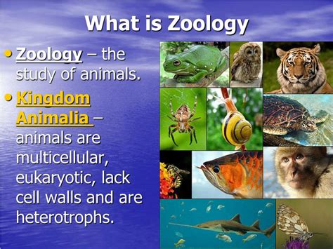 PPT - Introduction to Zoology PowerPoint Presentation, free download