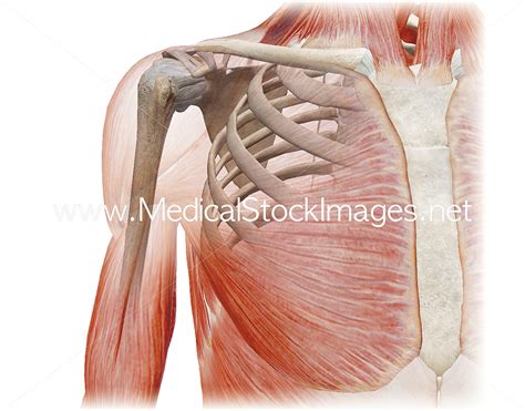 Upper Torso Anatomy Male Anatomy Upper Torso By Porch3s On Deviantart