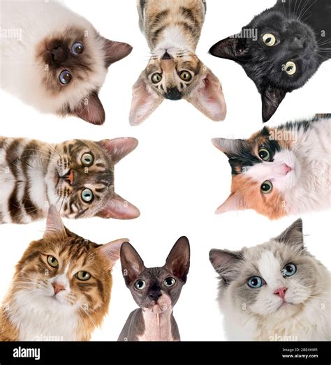 Group Of Cats In Front Of White Background Stock Photo Alamy