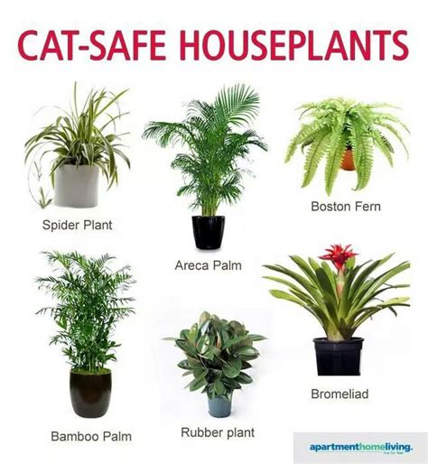 The friendship plant boasts intricately patterned leaves that are soft to the touch and harmless to your pets. Safe for your cats | Safe house plants, Cat safe house ...