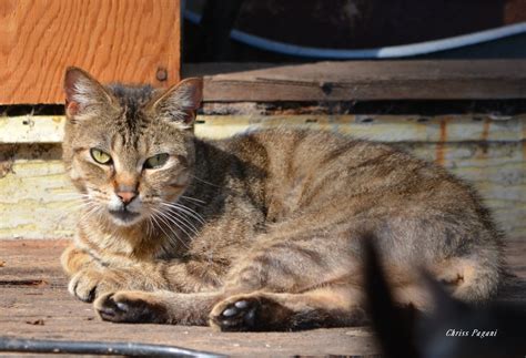 Brown Tabby Gort The Feral Life Cat Blog