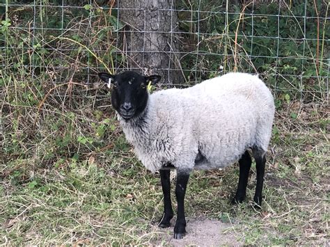 Pedigree Registered Shetland Ewes And Ewe Lambs For Sale Shetland