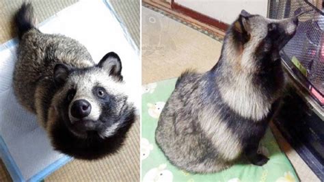 Theres A Dog Breed That Looks Like A Raccoon And A Guy In Japan Has