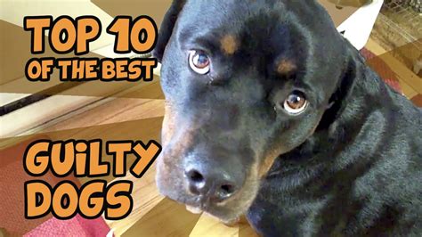 The Top 10 Guiltiest Guilty Dogs Of All Time Youtube