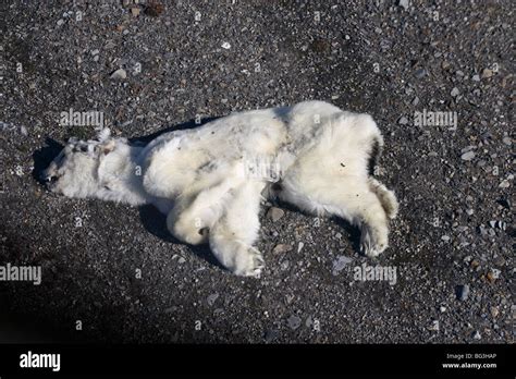Dead Polar Bear Hi Res Stock Photography And Images Alamy