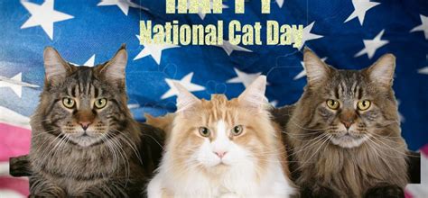 International cat day 2021 is sunday, august 8. It's National Cat Day! Here's Your Great Big Calendar of ...