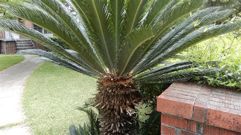 The Sago palm, Cycas revoluta, of course, is not a palm at all, but a 