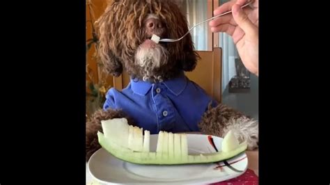 Cutest Doggo Enjoying His Healthy Fruit Snack Youtube