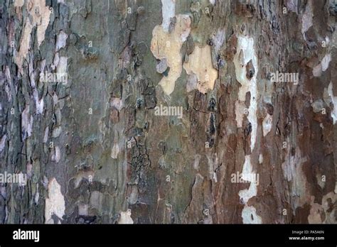 Brown Bark Of A Tree Stock Photo Alamy