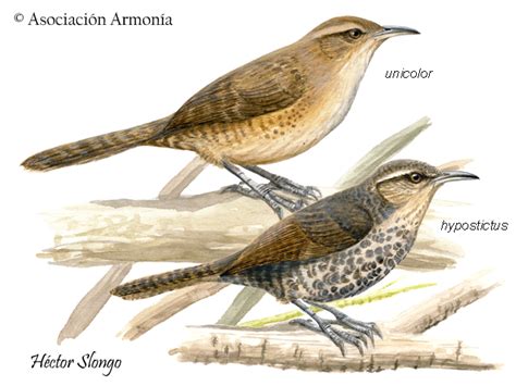 Thrush Like Wren Campylorhynchus Turdinus Birds Of Bolivia