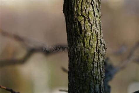 Tree Green Bark Texture Stock Image Image Of Outdoor 246492207