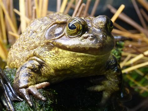 Free Images Nature Animal Wildlife Green Jungle Toad Amphibian