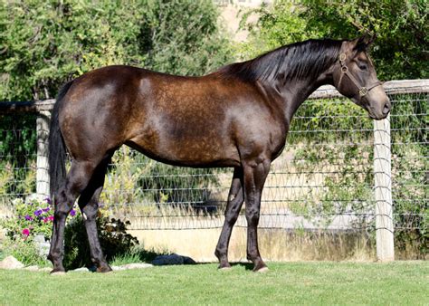 Half Arabian Reining Horse For Sale Sagehill Arabians