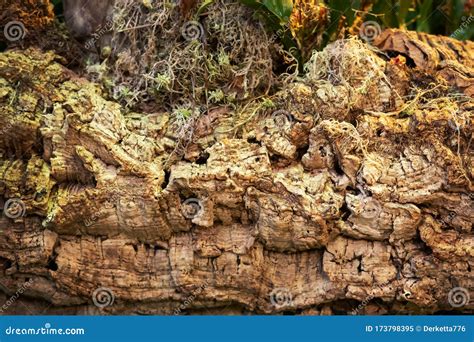 Texture Of Dry Tree Bark In A Rainforest Greenhouse Stock Image Image