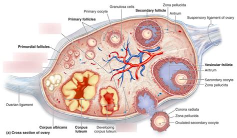 Female Structure Of An Ovary Diagram Quizlet