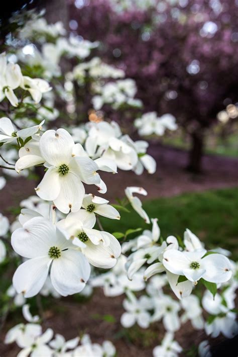 White flowering shrubs zone 4. White Flowering Shrubs (20+ Of The Best Varieties For Your ...
