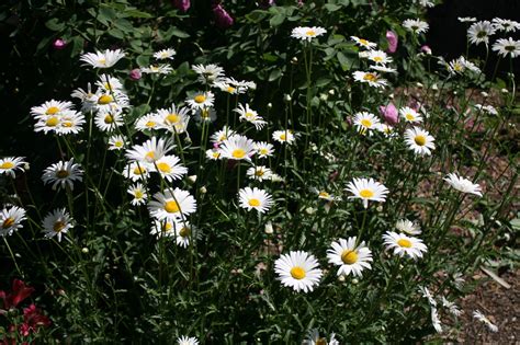 Chrysanthemum Leucanthemum Maximum Shasta Daisy Rancho Los Cerritos