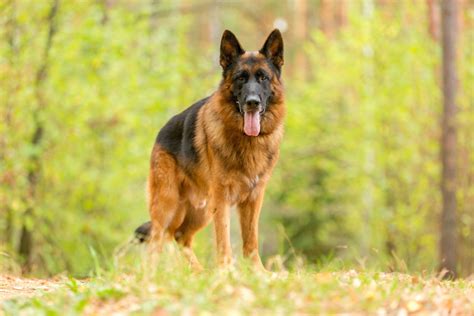 7 Types Of German Shepherds All Variations In One Place