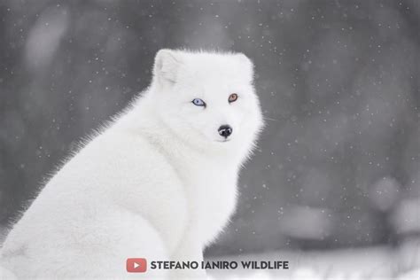 Arctic Fox With Heterochromia Heterochromia Is A Difference In