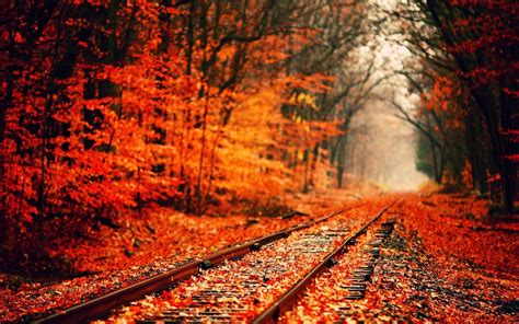 Autumn Fall Landscape Nature Tree Forest Railroad Tracks Train