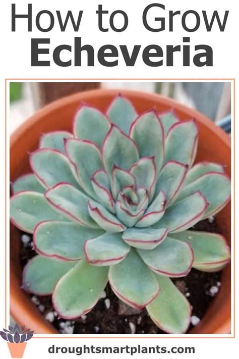 How To Grow Echeveria A Guide To The Most Gorgeous Echeveria Ever Artofit