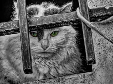 Grayscale Shot Of The Beautiful Cat With Green Eyes Staring Through The Gate Stock Image Image
