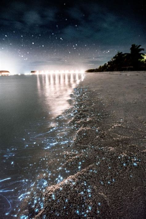 Glowing Maldives Bioluminescence Beaches In The Maldives