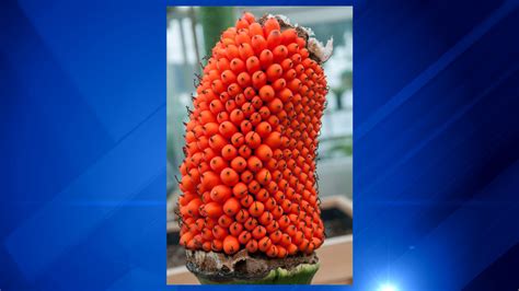 Maybe you would like to learn more about one of these? Stinky corpse flower at Chicago Botanic Garden producing ...