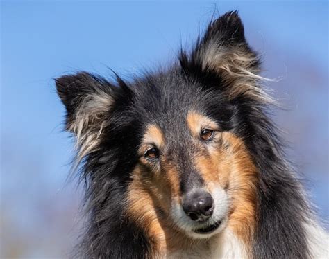 34 Border Collie Mixes A Z Of Collie Mix Breeds Marvelous Dogs