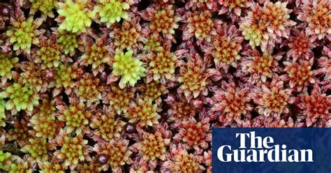 plantwatch is sphagnum the most underrated plant on earth plants the guardian