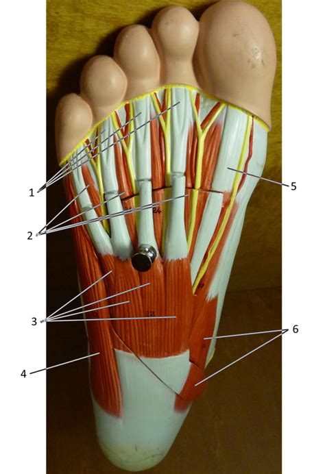 Plantar Foot Anatomy External
