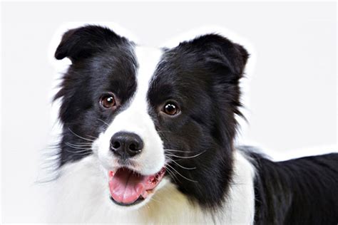 Border Collie Dog Breed Information American Kennel Club