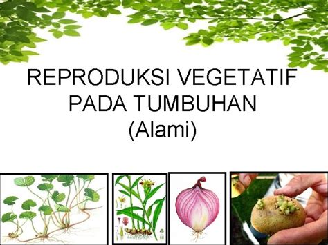 Reproduksi Vegetatif Pada Tumbuhan Alami Reproduksi Vegetatif Disebut