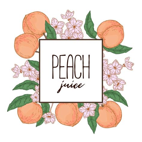 Hand Drawn Peach Frame Vector Illustration In Sketch Style 3229859