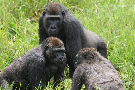 Complex Gorilla Societies Shed Light On Early Roots Of